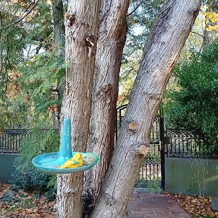 Daire Bükkös Bird Szentendre